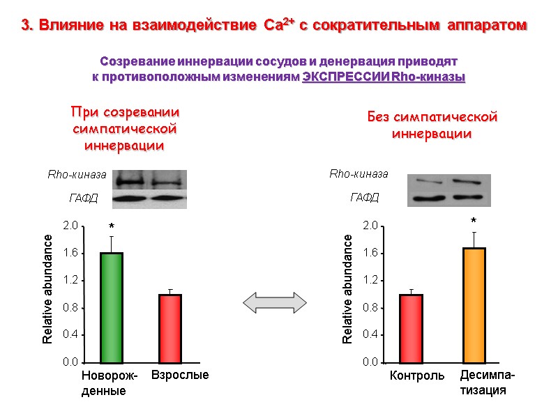Rho-киназа 0.0 0.4 0.8 1.2 1.6 2.0 Новорож- денные Взрослые * Relative abundance ГАФД